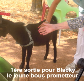 Le gentil bouc Blacky...